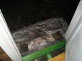 photo No. 13